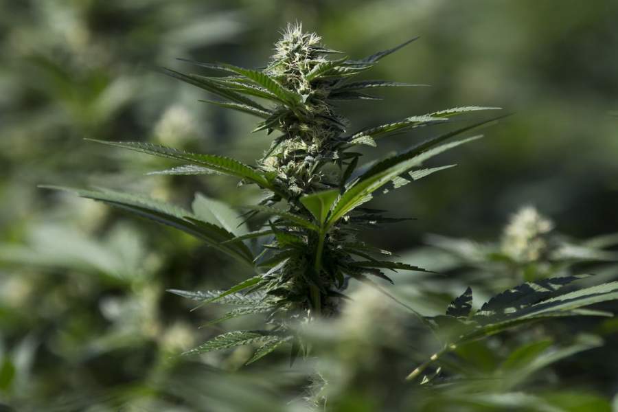 cannabis wsj