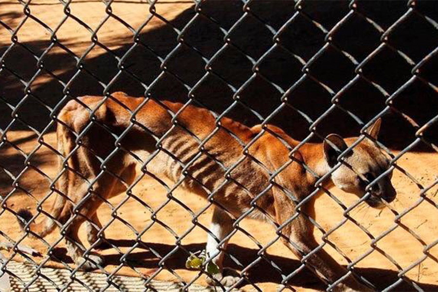 zoo zulia
