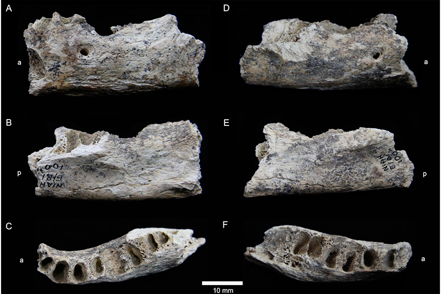 mandibula-humana-Late-Pleistocene-early-Holocene
