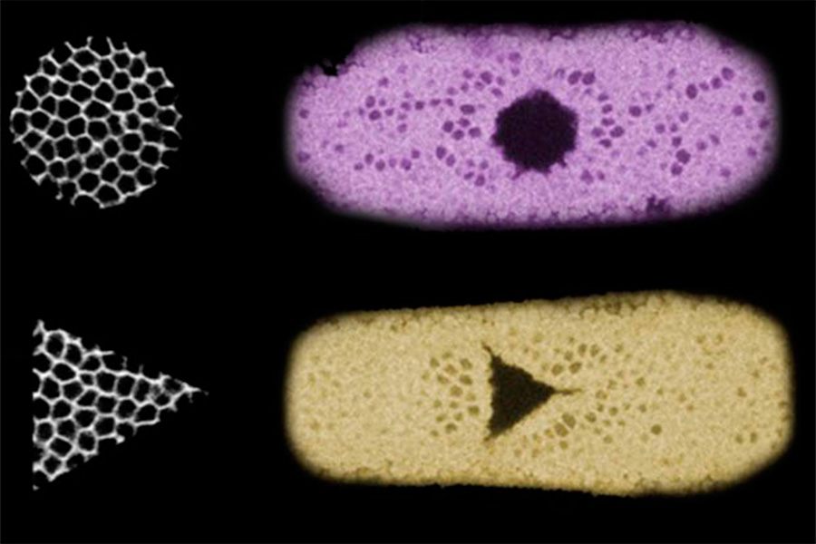 celulas-forma-optogenetica